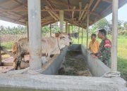Babinsa Bosar Maligas Dekatkan Diri Dengan Peternak, Dorong Kesejahteraan Warga Lewat Komsos Humanis