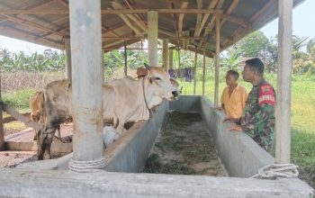 Babinsa Bosar Maligas Dekatkan Diri Dengan Peternak, Dorong Kesejahteraan Warga Lewat Komsos Humanis