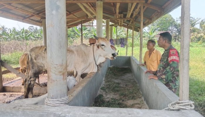 Babinsa Bosar Maligas Dekatkan Diri Dengan Peternak, Dorong Kesejahteraan Warga Lewat Komsos Humanis