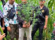 Tanam Ganja di Ladang, SRC Diringkus Polres Dairi Bersama Kodim 0206 Dairi.