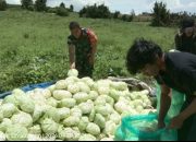 Panen Penuh Kebersamaan, Babinsa Turun Tangan Bantu Petani Kol Di Saribudolok