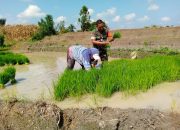 Babinsa Koramil 09/Tiga Balata Turun ke Sawah, Perkuat Ketahanan Pangan Bersama Petan