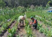 Babinsa Koramil 15/Dolok Pardamean Turun ke Ladang, Semangati Petani Kunyit Demi Ketahanan Pangan