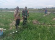 Dekat Dengan Petani, Babinsa Koramil 06/Perdagangan Bantu Perawatan Semangka Warga Di Talun Madear