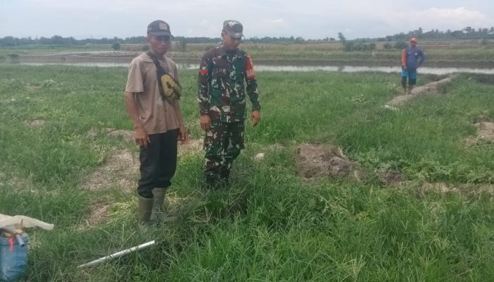 Dekat Dengan Petani, Babinsa Koramil 06/Perdagangan Bantu Perawatan Semangka Warga Di Talun Madear