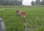 Babinsa Koramil 09/Tiga Balata Turun Ke Sawah, Bantu Petani Bersihkan Gulma Dan Hama Keong.
