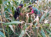 Babinsa Jadi Penyemangat Petani, Panen Jagung Di Pematang Marihat Berlangsung Penuh Kebersamaan.