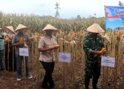 Panen Jagung Simbolis di Desa Kedaton, Kapolres Lampung Selatan Ajak Perkuat Sinergi Ketahanan Pangan