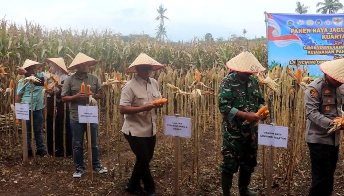 Panen Jagung Simbolis di Desa Kedaton, Kapolres Lampung Selatan Ajak Perkuat Sinergi Ketahanan Pangan
