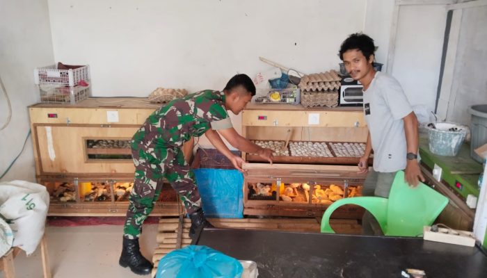 Babinsa Siantar Selatan Dorong Semangat Peternak Lokal, Budidaya Ayam AKA RAJA dan Mentok Jadi Peluang Tambahan Ekonomi Warga.