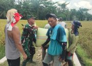 Babinsa Koramil 07/Bosar Maligas Dampingi Panen Padi Warga, Dorong Petani Jaga Kualitas Hasil Panen