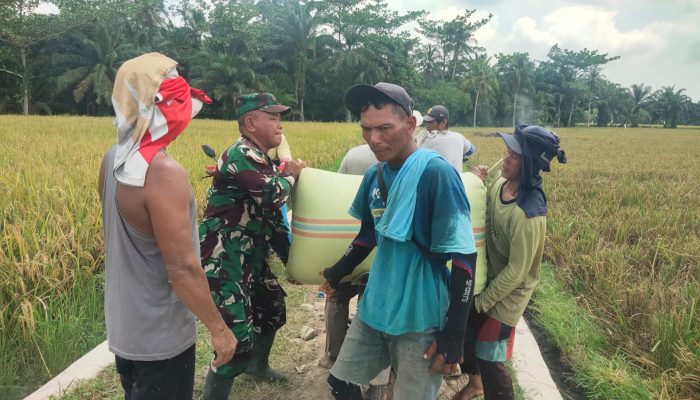 Babinsa Koramil 07/Bosar Maligas Dampingi Panen Padi Warga, Dorong Petani Jaga Kualitas Hasil Panen