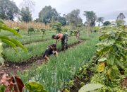 Babinsa dan Petani Bawang Satu Langkah, Satu Harapan untuk Ketahanan Pangan