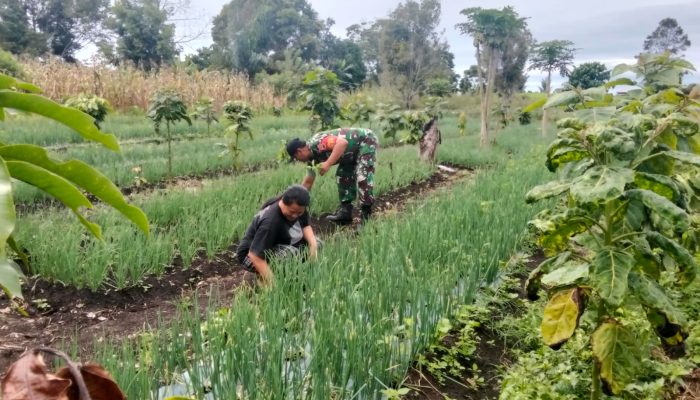Babinsa dan Petani Bawang Satu Langkah, Satu Harapan untuk Ketahanan Pangan