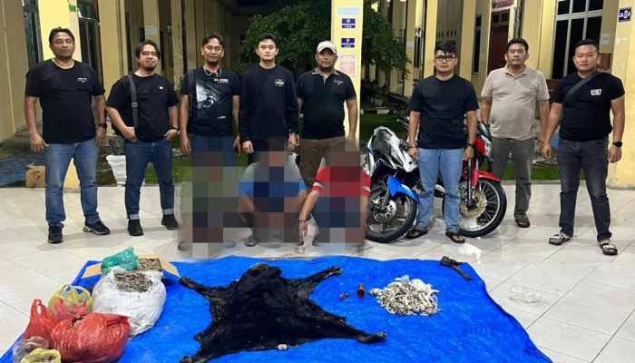 Satwa Dilindungi Bukan untuk Dikuliti, IPDA Gagas Pimpin Pengungkapan Perdagangan Satwa Dilindungi di Simalungun: Jiwa Reserse Membara