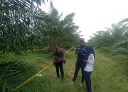 Sesuai laporan masyarakat Polsek Gunung Malela dan Tim Inafis ,tangani Temuan Wanita Meninggal, di Perkebunan PTPN IV,