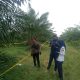 Sesuai laporan masyarakat Polsek Gunung Malela dan Tim Inafis ,tangani Temuan Wanita Meninggal, di Perkebunan PTPN IV,